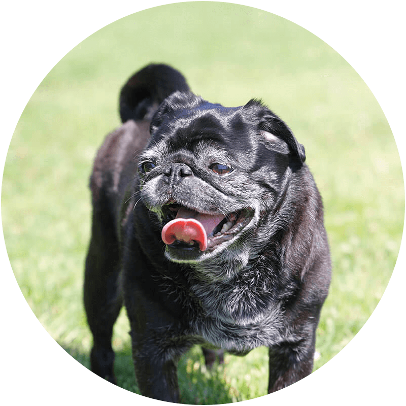 Mascot Hall of Fame - Lucy